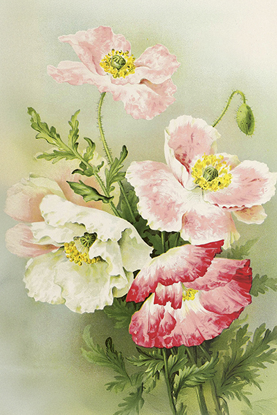 Vintage vykort, 10x15 cm. 